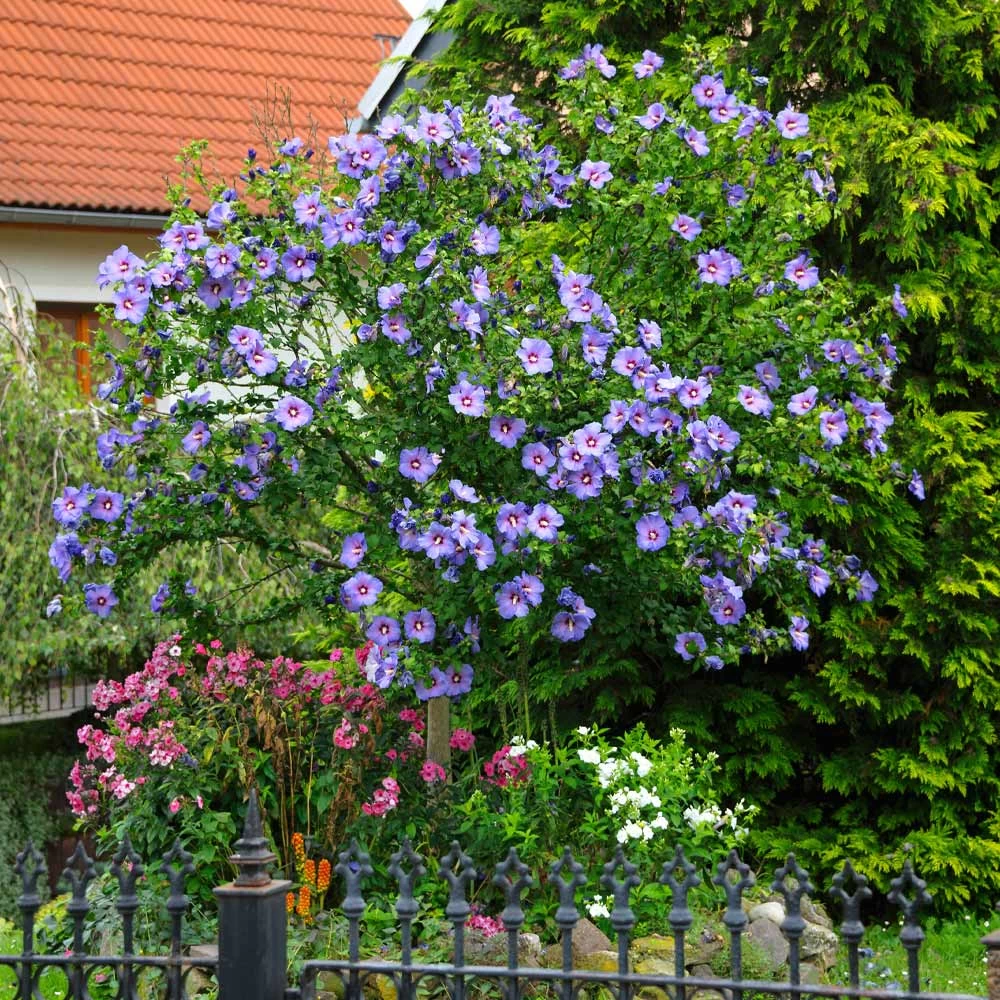 Azurri Blue Satin® Rose Of Sharon Althea Tree - Image 2
