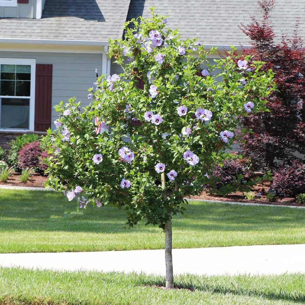 Azurri Blue Satin® Rose Of Sharon Althea Tree - Image 4