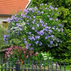 Azurri Blue Satin® Rose Of Sharon Althea Tree