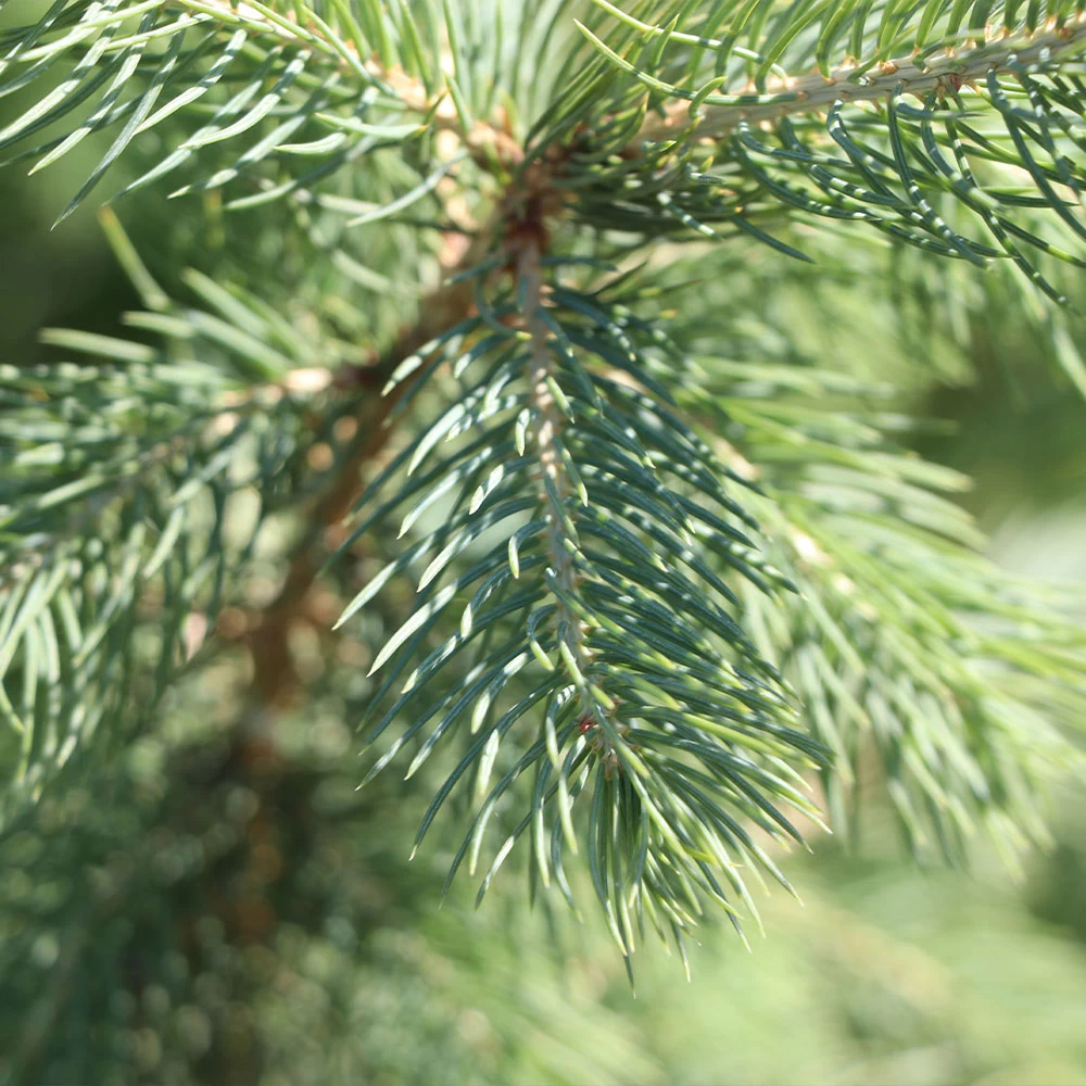 Blue Wonder Spruce Tree - Image 4