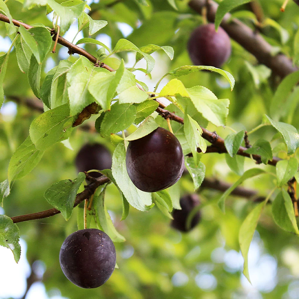 Burgundy Plum Tree - Image 4