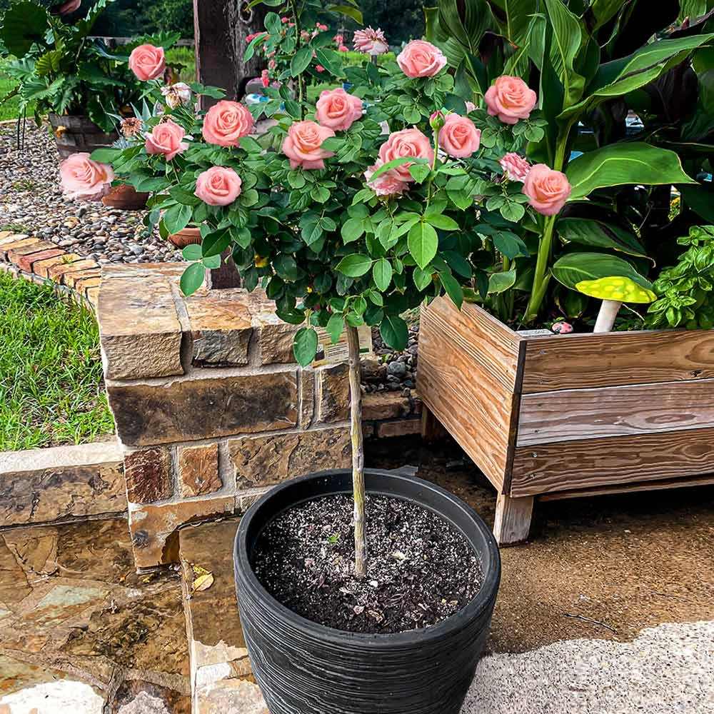 Cherish Rose Tree - Image 2