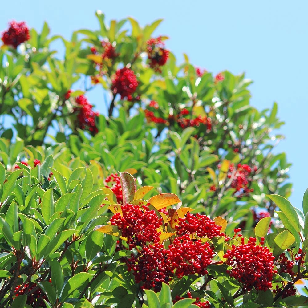 Chindo Sweet Viburnum Shrub - Image 3