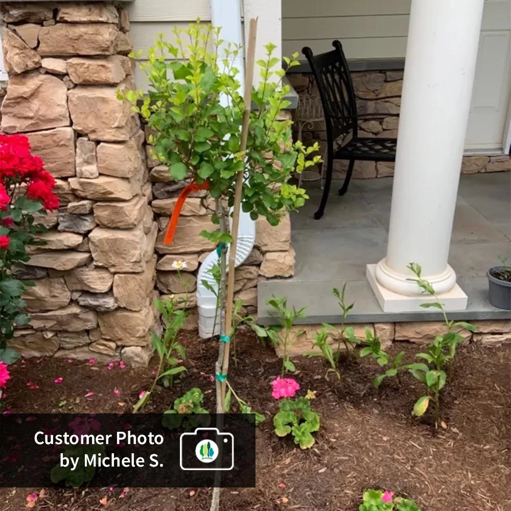 Dwarf Korean Lilac Tree - Image 4