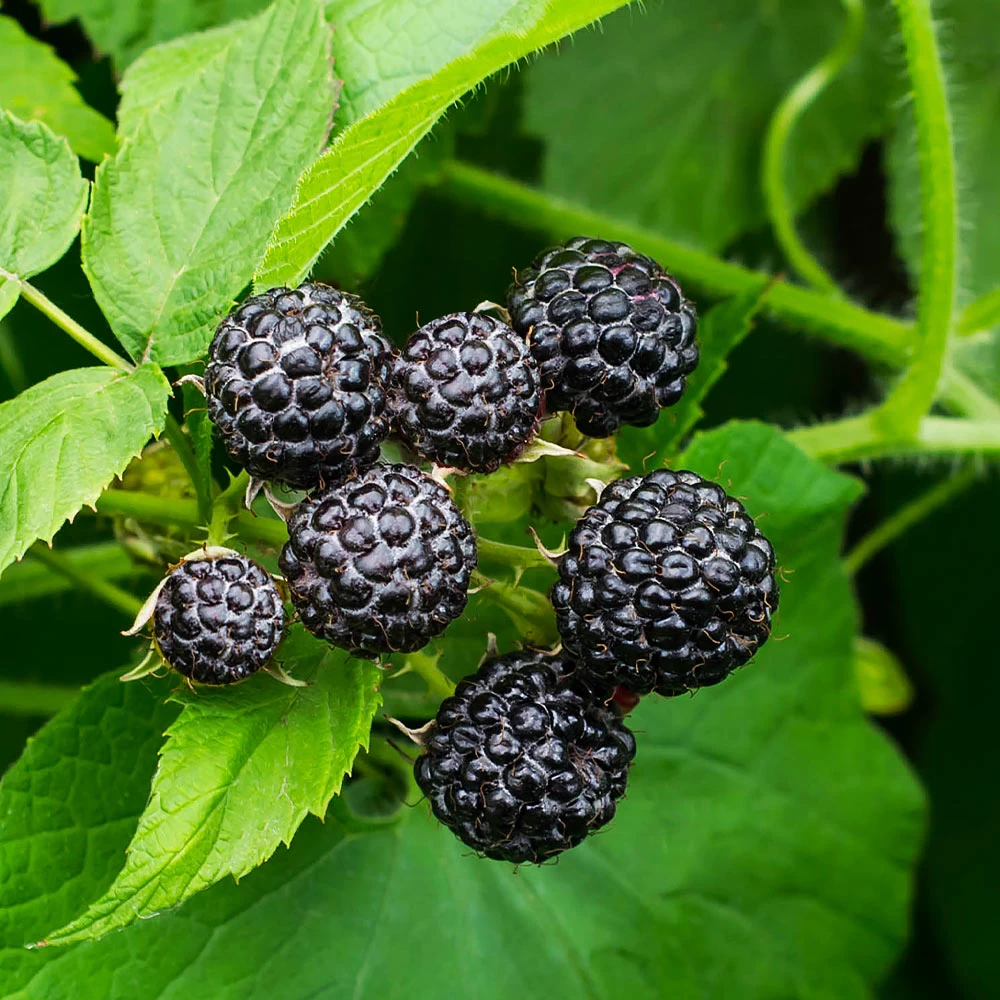 Cumberland Black Raspberry - USDA Organic - Image 2