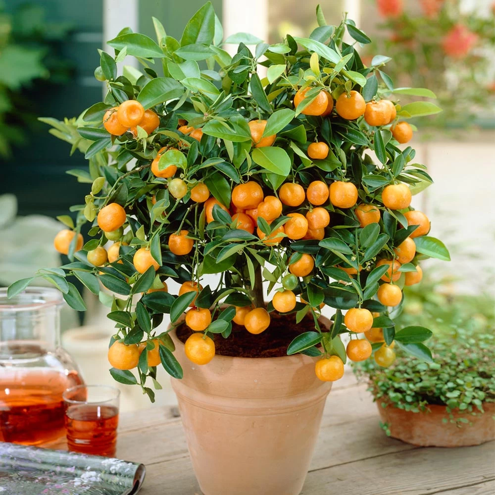 Calamondin Bush - Image 3