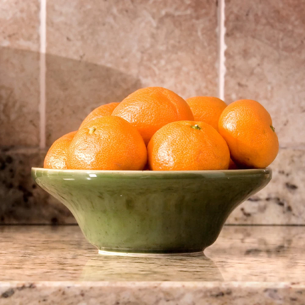 Calamondin Bush - Image 4