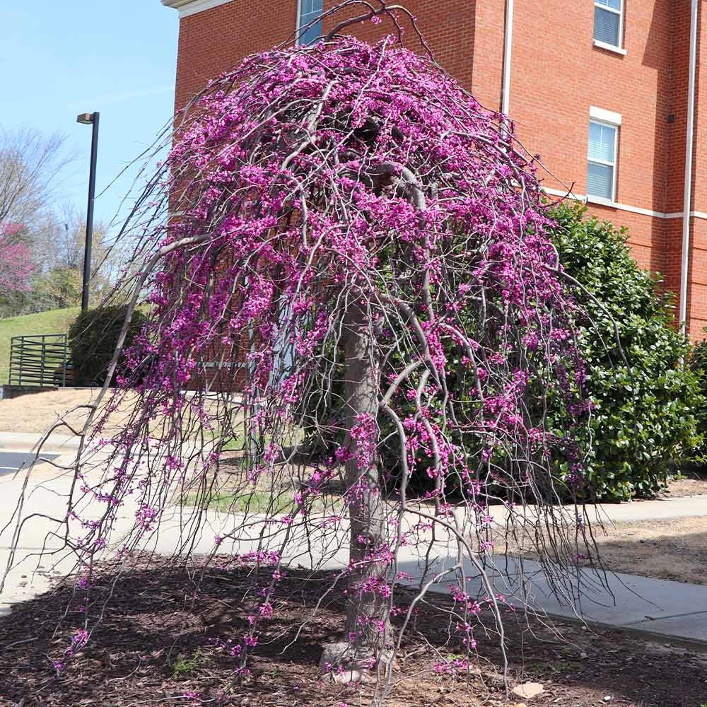 Cascading Hearts Redbud Tree - Image 3