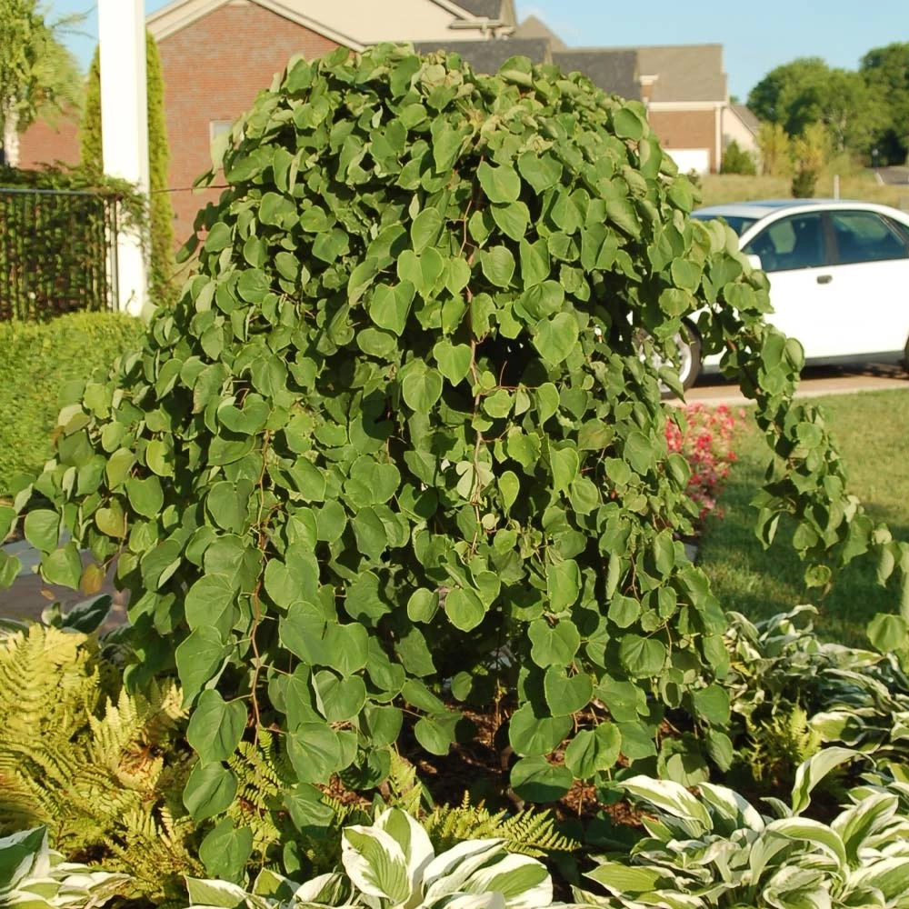 Cascading Hearts Redbud Tree - Image 4