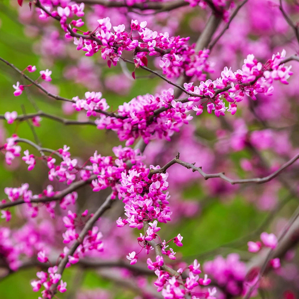 Cascading Hearts Redbud Tree - Image 5