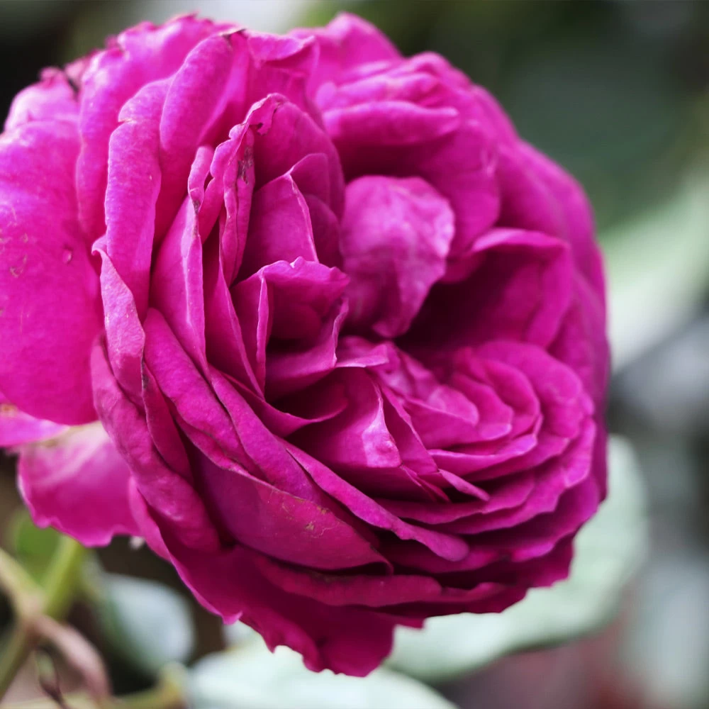 Celestial Nightâ„¢ Rose Tree - Image 4