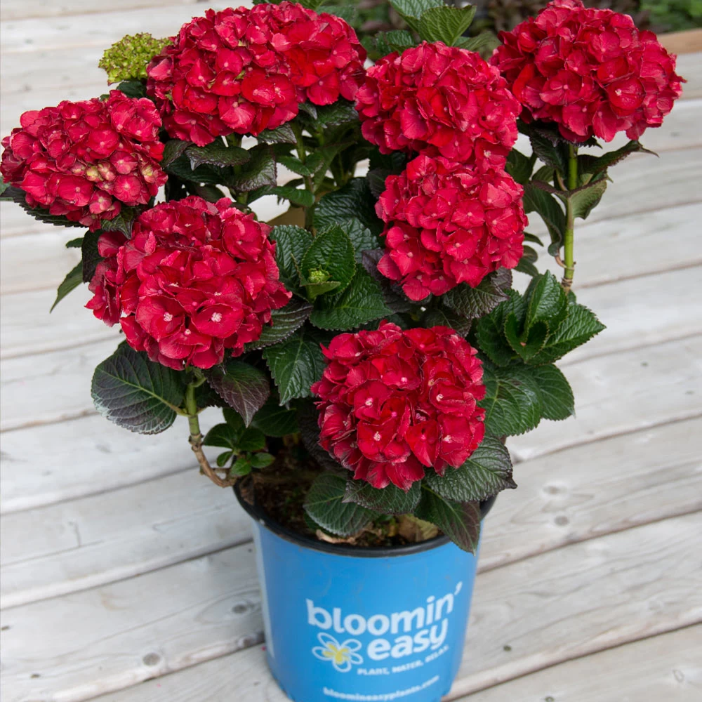 Cherry-Go-Round™ Hydrangea - Image 4