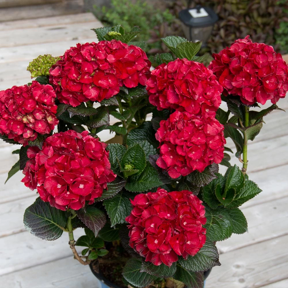 Cherry-Go-Round™ Hydrangea - Image 2