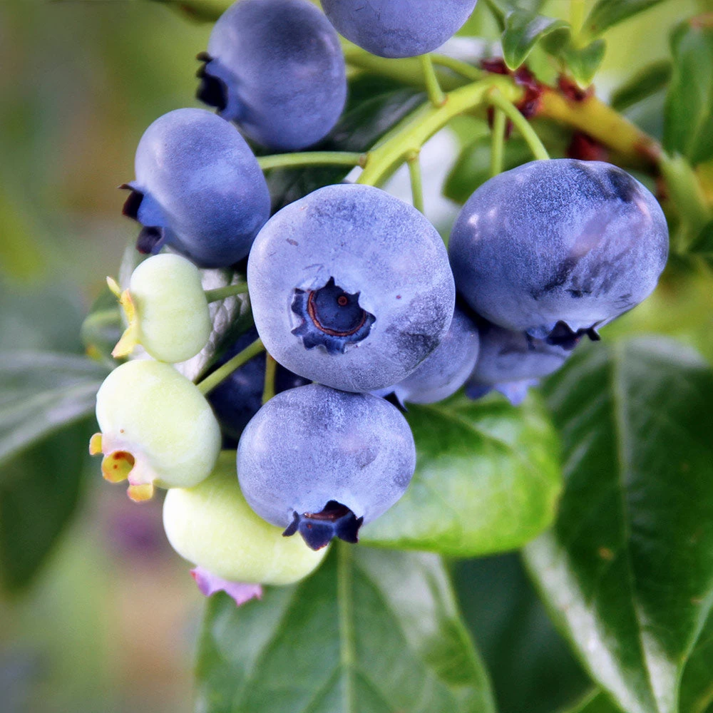 Climax Blueberry - Image 2