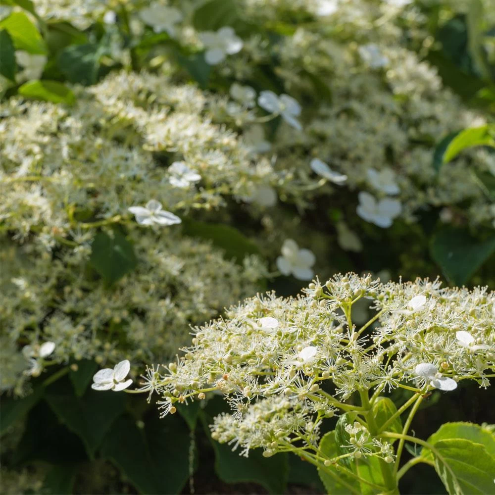 Climbing Hydrangea - Image 3