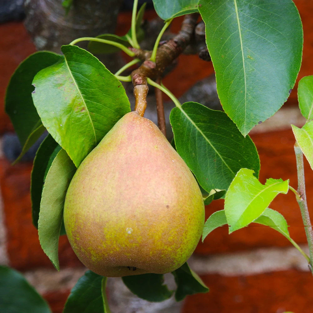 Comice Pear Tree - Image 2