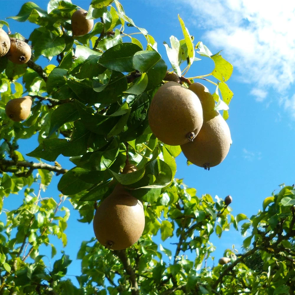 Comice Pear Tree - Image 3