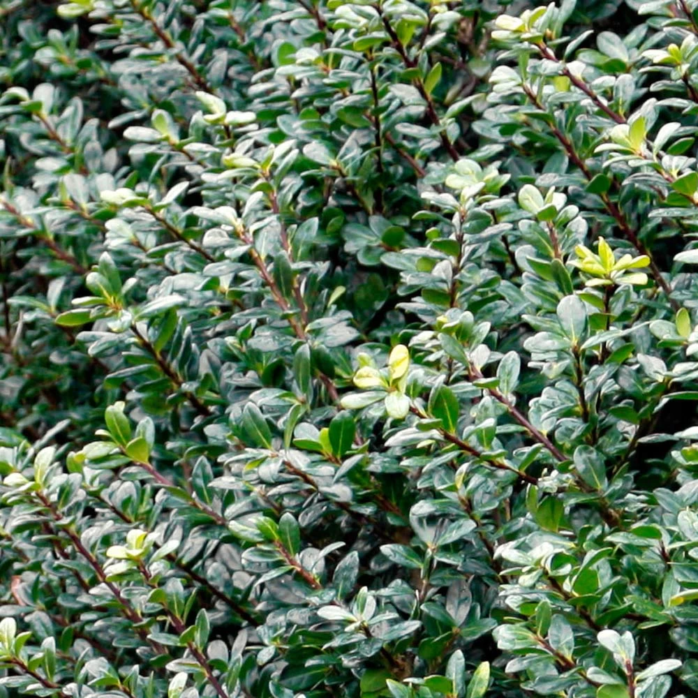 Compacta Japanese Holly Shrub - Image 3