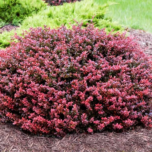 Crimson Pygmy Barberry Shrub - Image 2