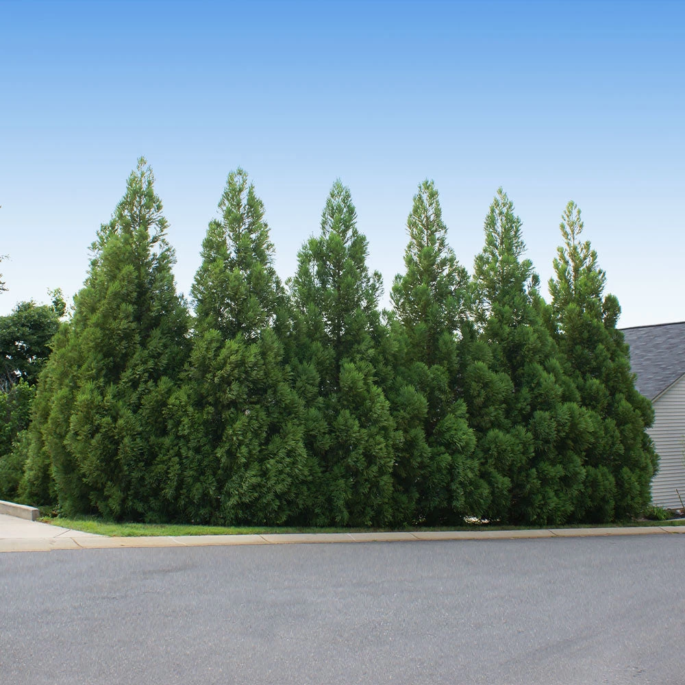 Cryptomeria Radicans - Image 2