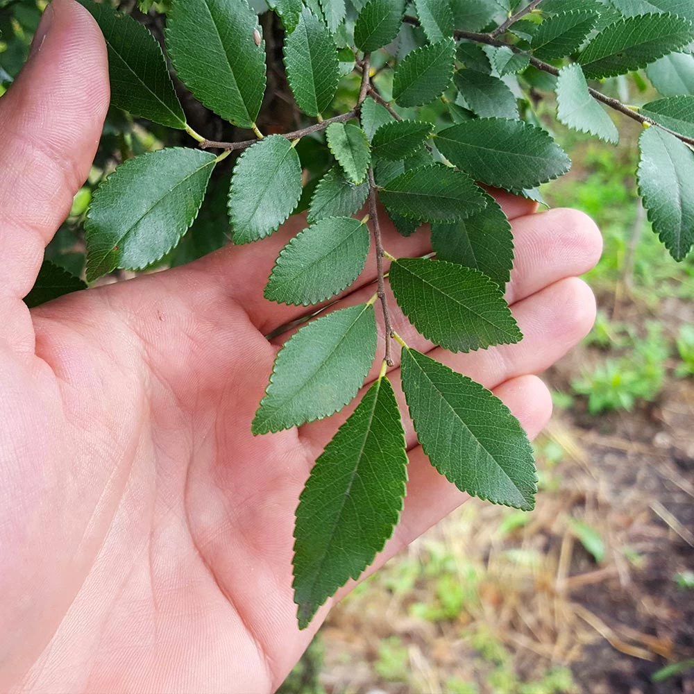 DannaSpire Columnar Elm Tree - Image 3