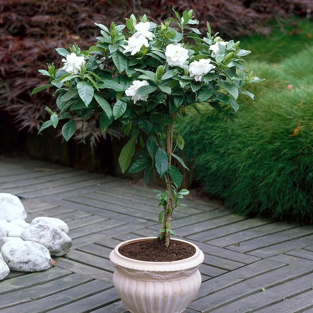 Double Blooming Gardenia Tree - Image 4