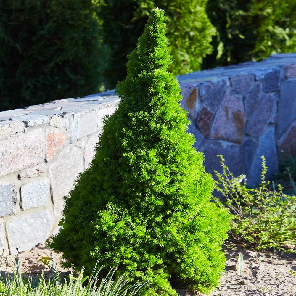 Dwarf Alberta Spruce - Image 3
