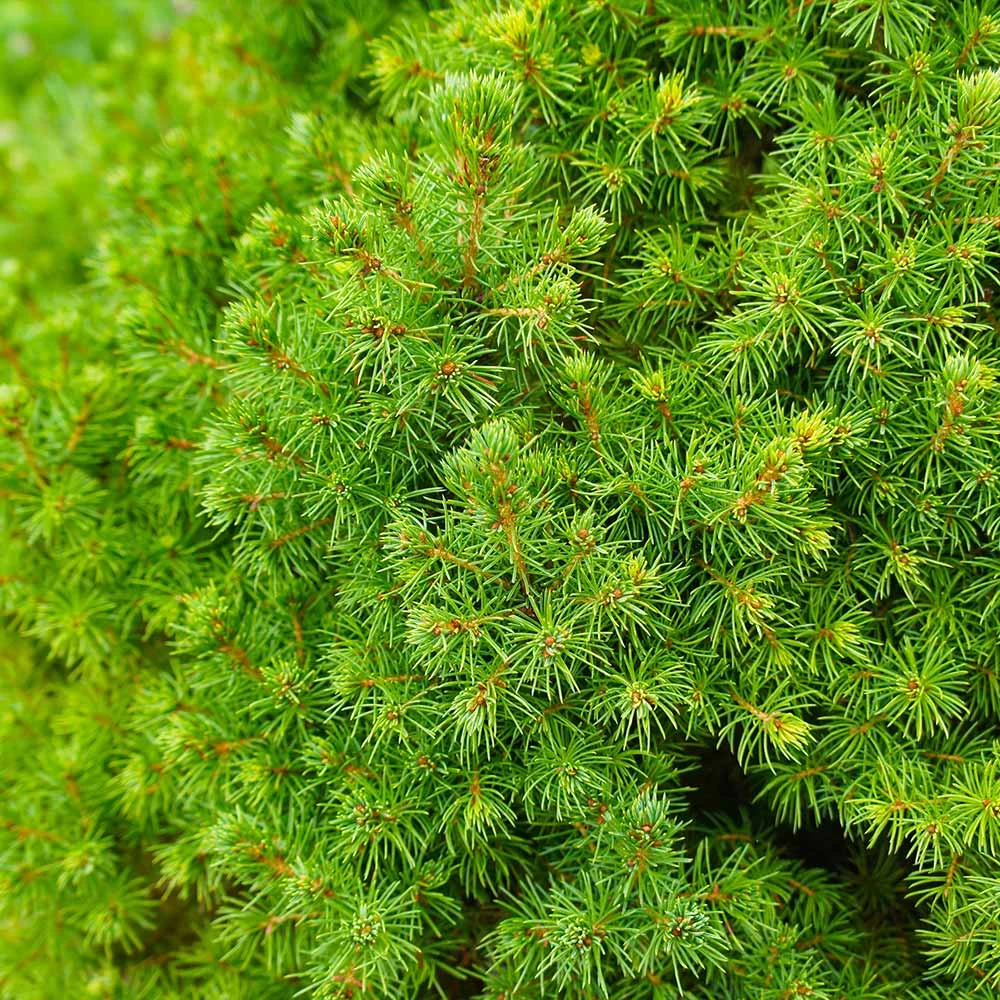Dwarf Alberta Spruce - Image 5
