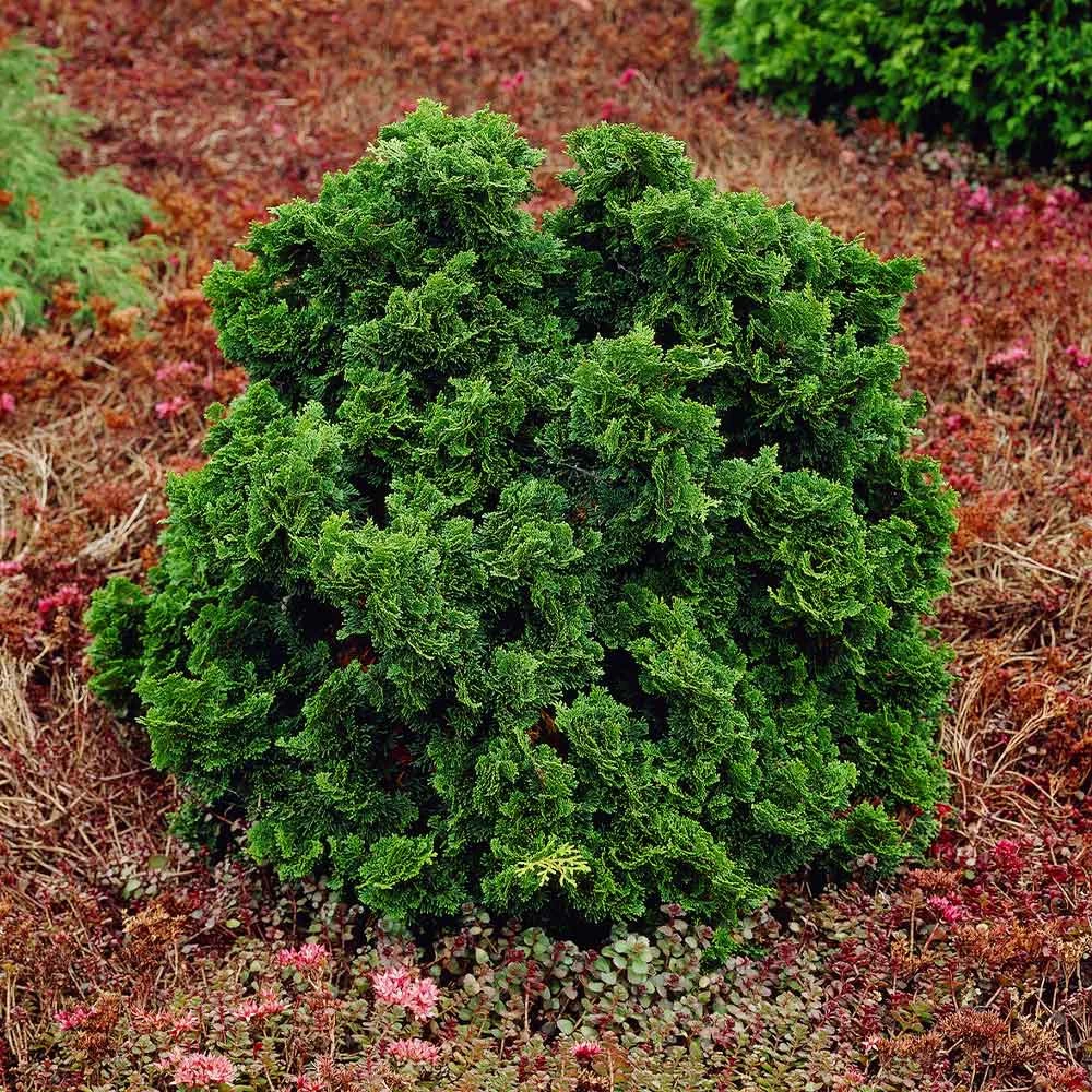 Dwarf Hinoki Cypress Shrub - Image 4