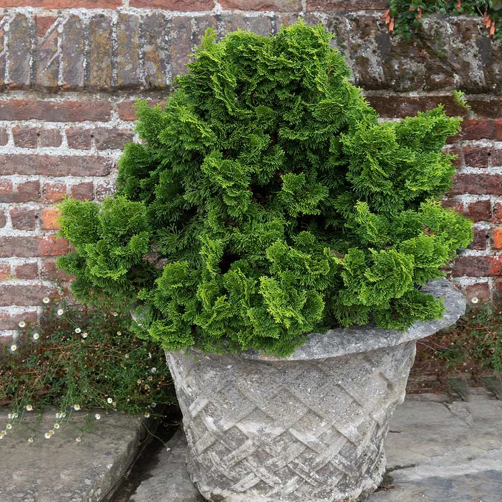 Dwarf Hinoki Cypress Shrub - Image 5