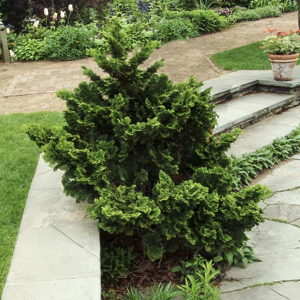 Dwarf Hinoki Cypress Shrub - Image 3