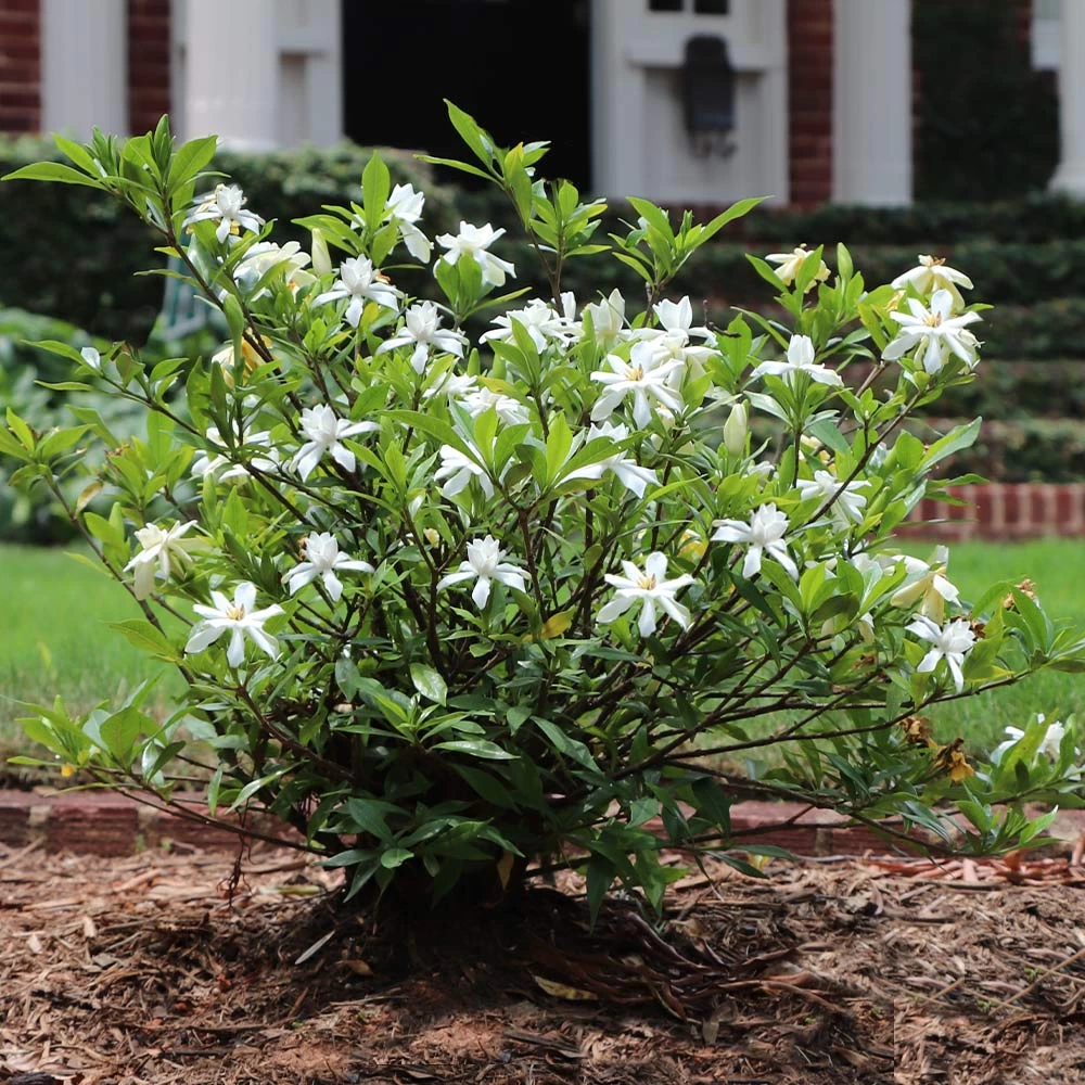 Dwarf Radicans Gardenia - Image 2
