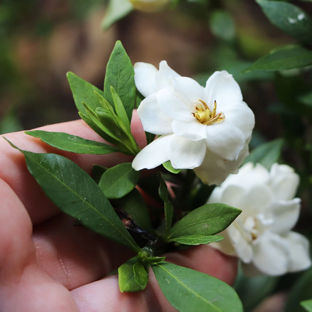 Dwarf Radicans Gardenia - Image 4