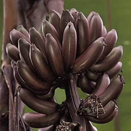 Dwarf Red Banana Tree - Image 3