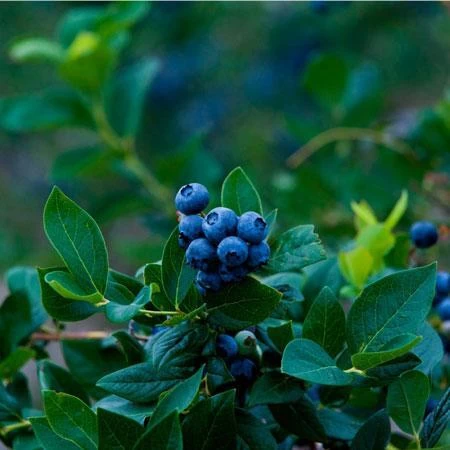 Elliot Blueberry Bush - Image 3
