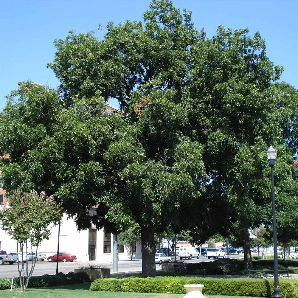 Elliot Pecan Tree - Image 3