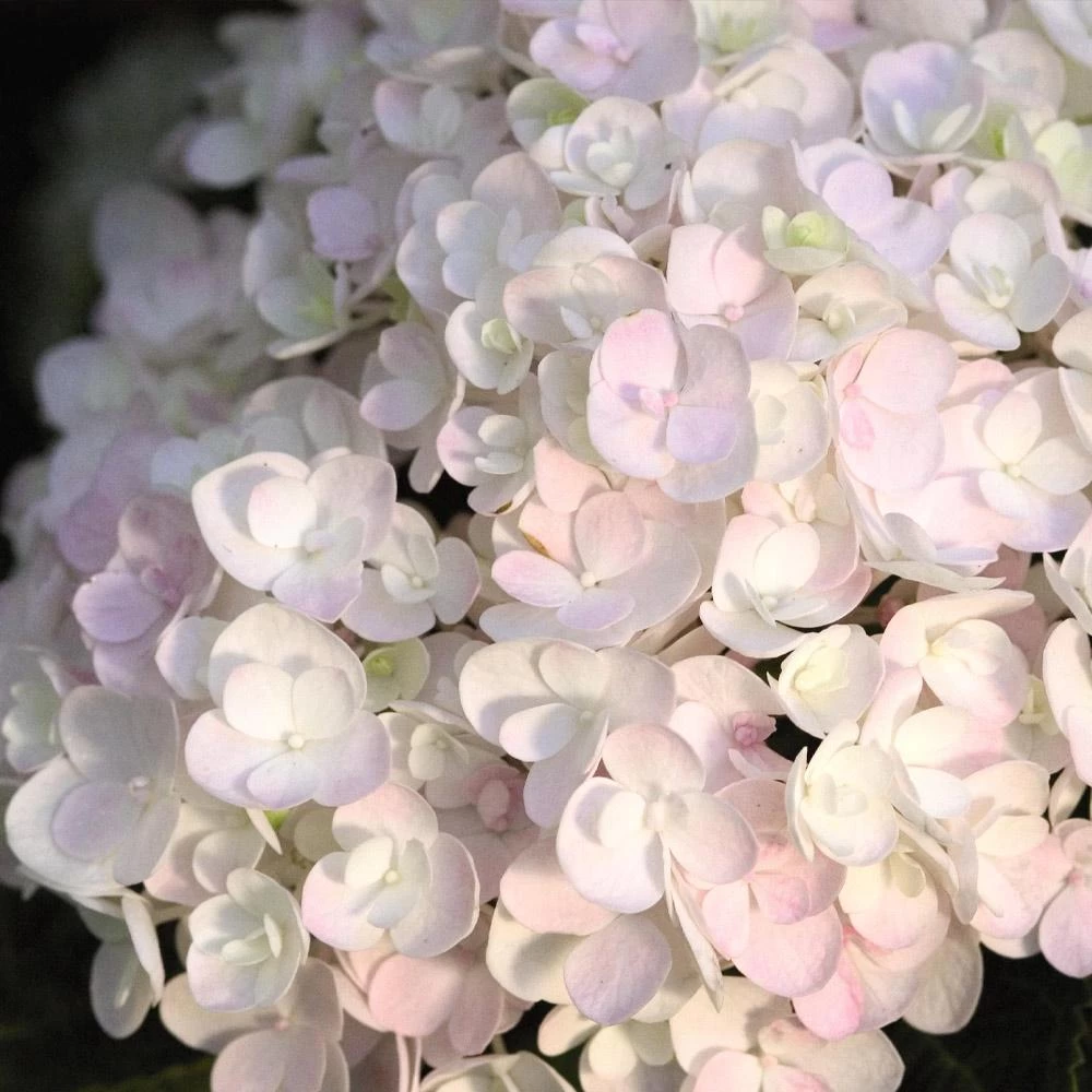 Endless Summer® Blushing Bride Bigleaf Hydrangea Shrub - Image 2