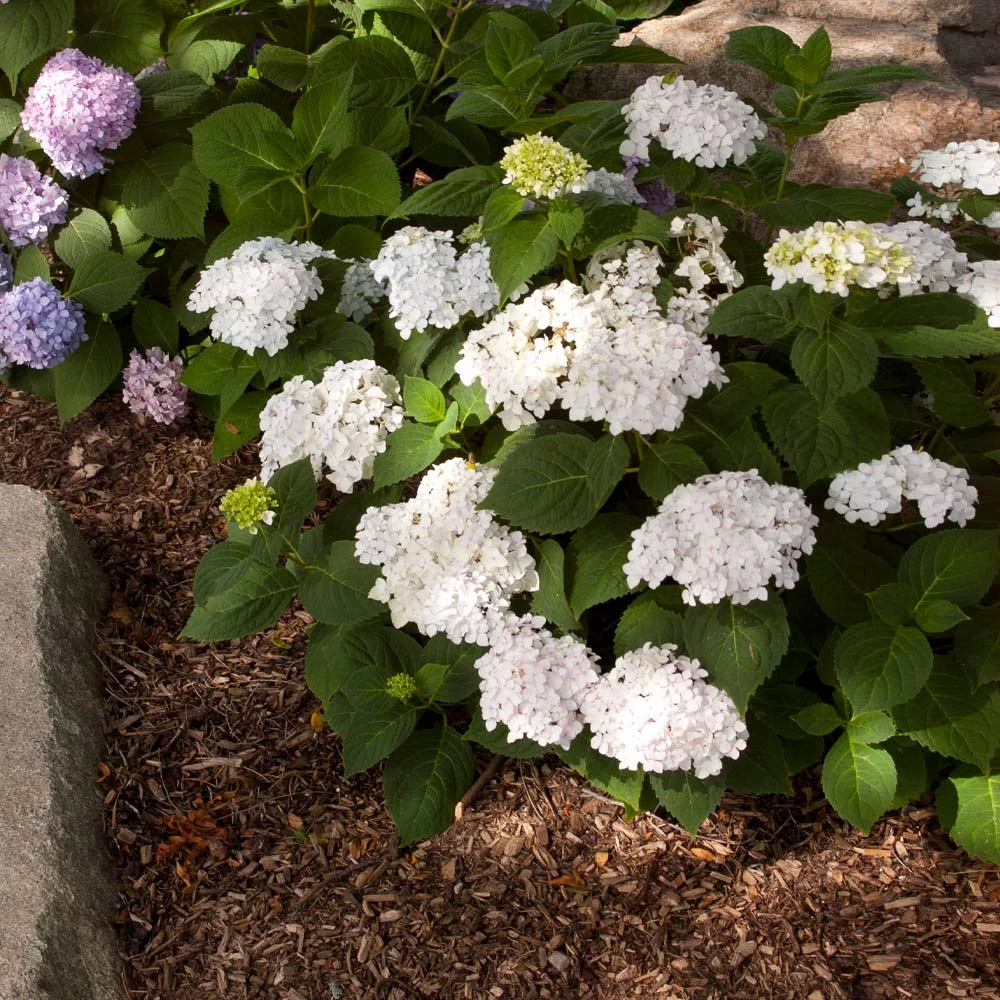 Endless Summer® Blushing Bride Bigleaf Hydrangea Shrub - Image 3