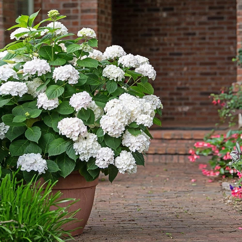 Endless Summer® Blushing Bride Bigleaf Hydrangea Shrub - Image 4