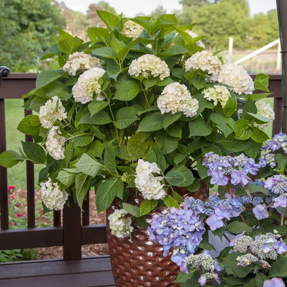 Endless Summer® Blushing Bride Bigleaf Hydrangea Shrub - Image 5