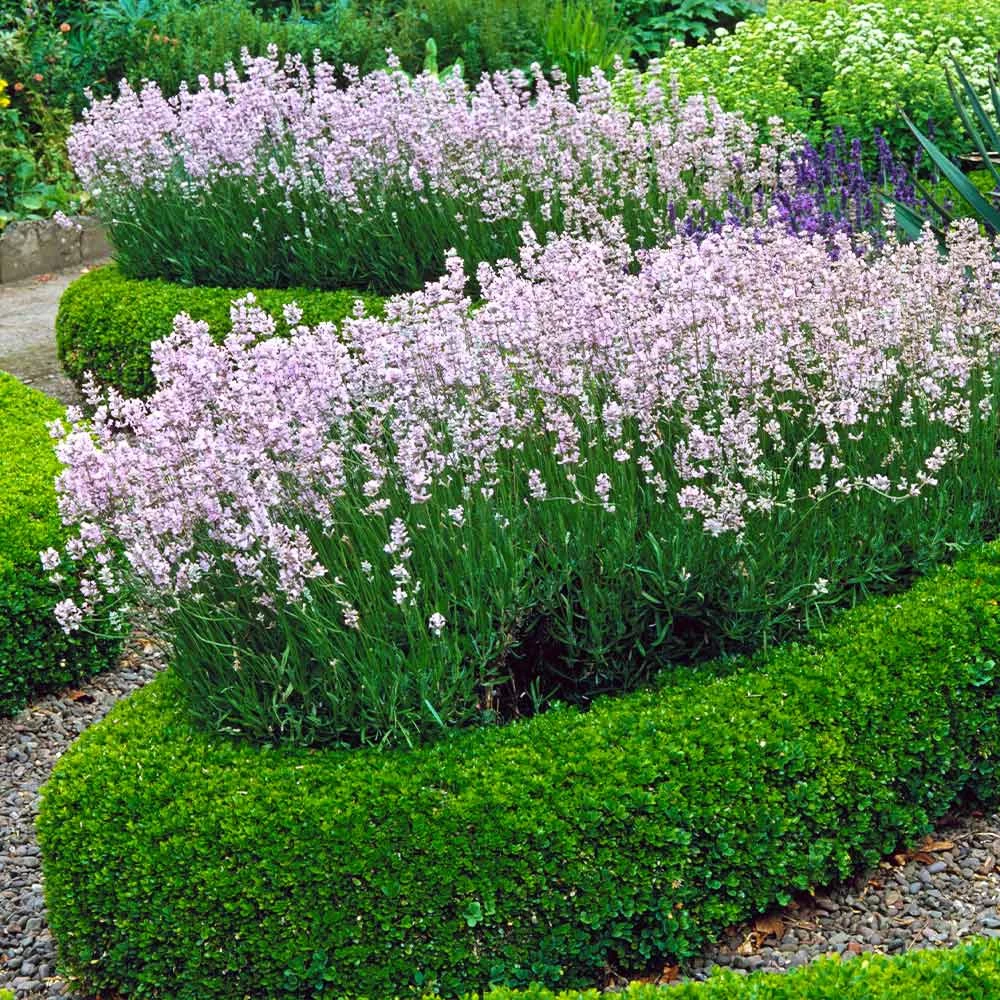 English Boxwood Shrub - Image 3