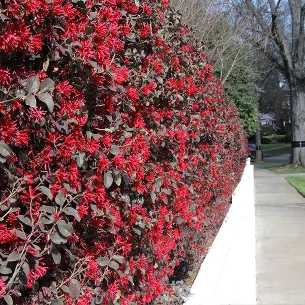 'Ever Red' Loropetalum