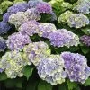 Everlasting® Amethyst Hydrangea Shrub