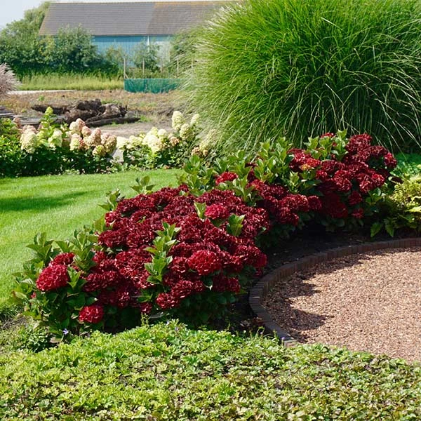 EverlastingĀ® Crimson Ruby Hydrangea Shrub