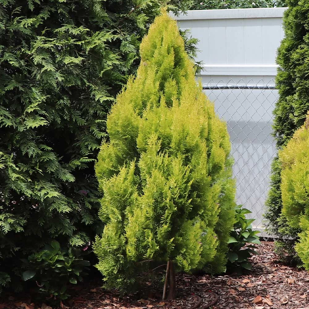 Forever Goldy™ Arborvitae Tree - Image 3
