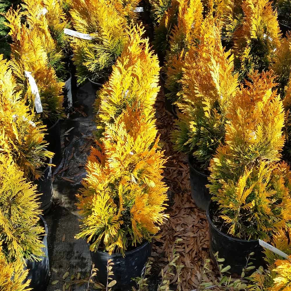 Forever Goldy™ Arborvitae Tree - Image 5