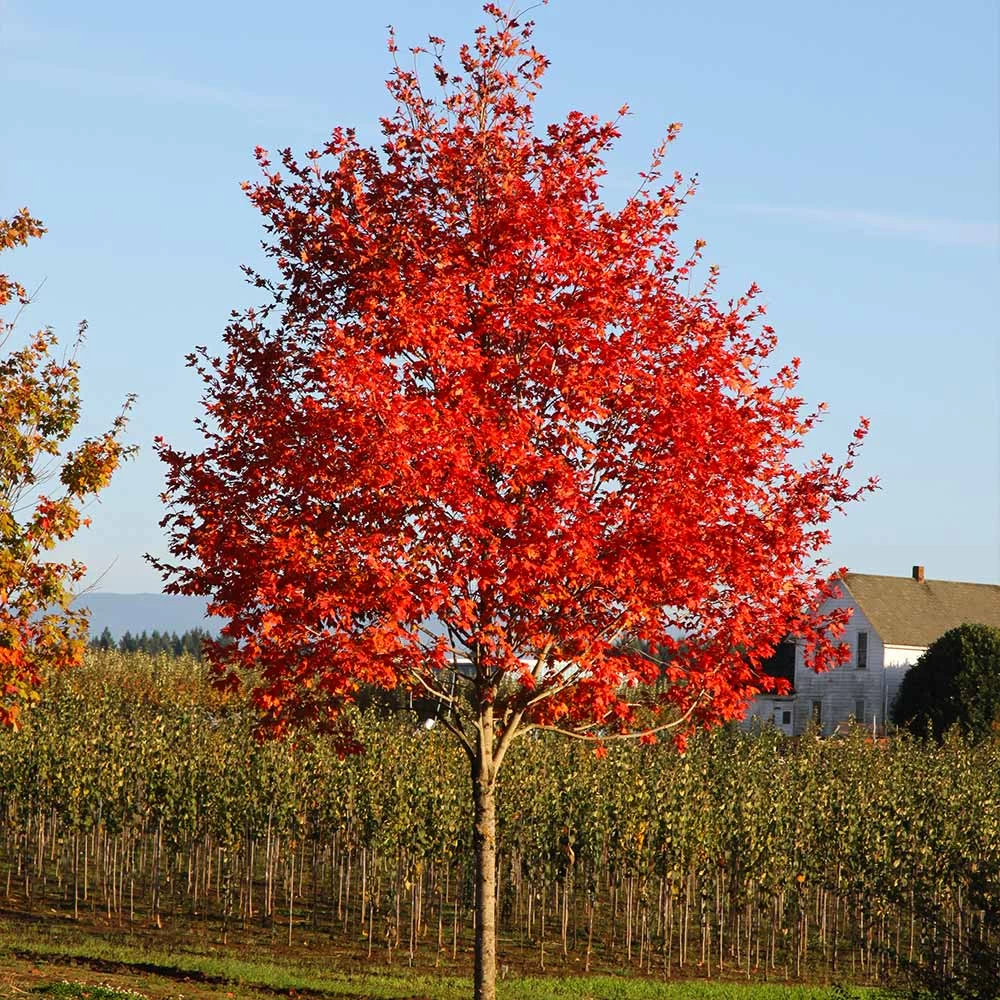 FlashfireĀ® Maple Tree - Image 4
