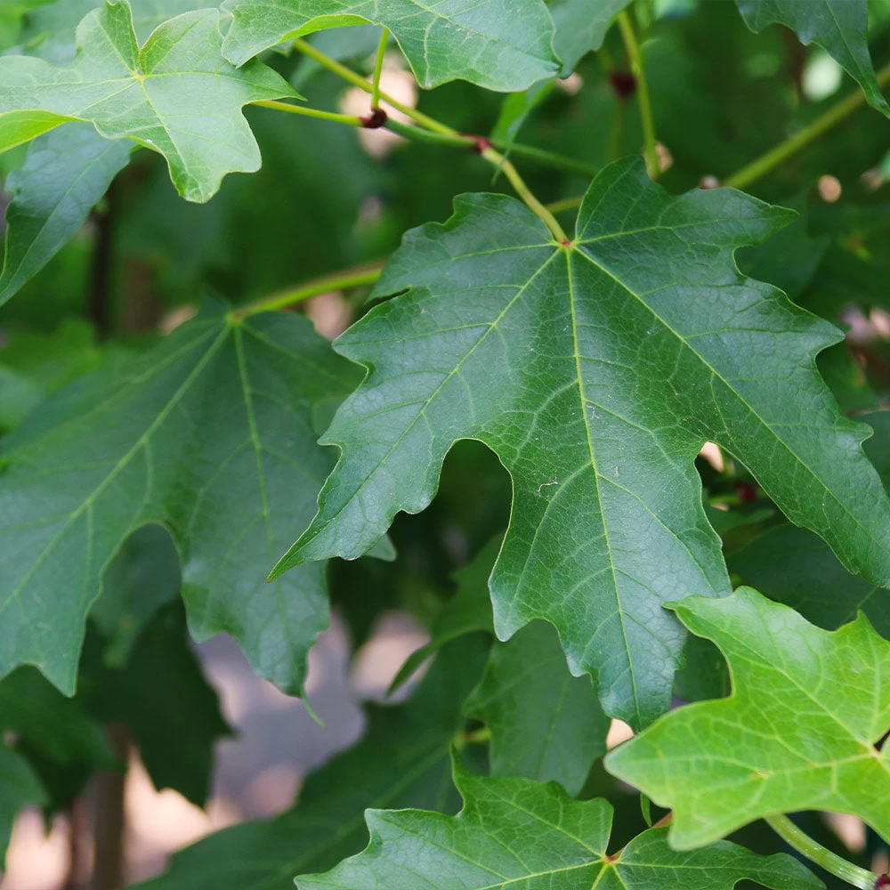 FlashfireĀ® Maple Tree - Image 5