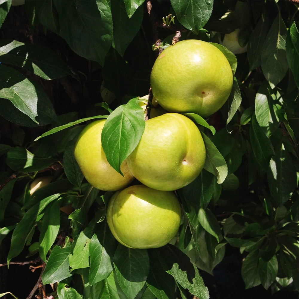 Flavor Queen Pluot® - Image 5