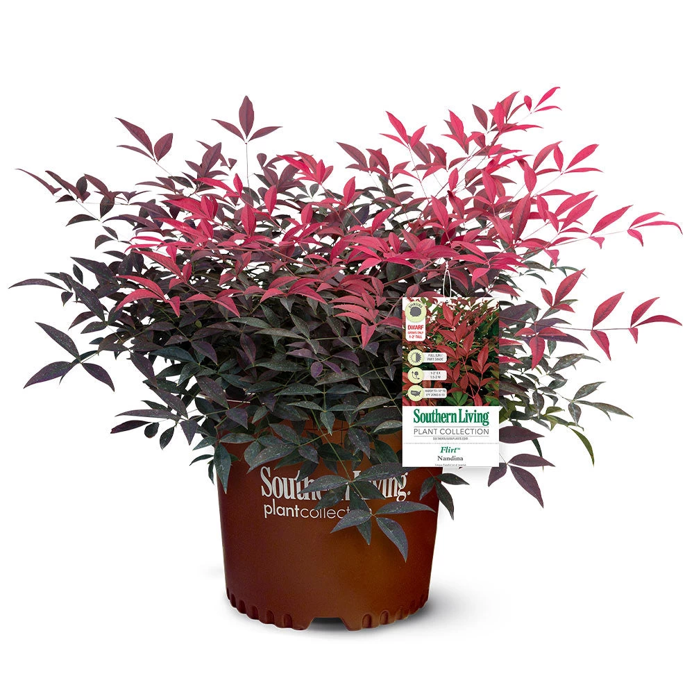 Flirtâ„¢ Nandina Shrub - Image 5